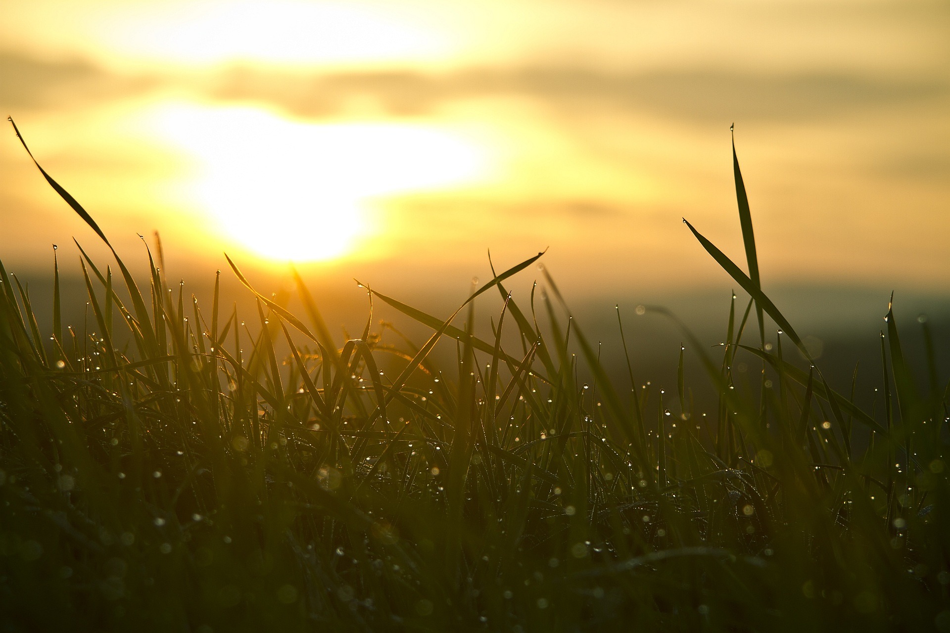Grass growing